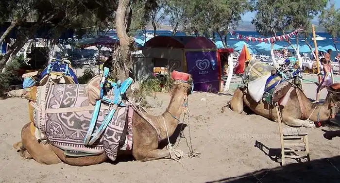 Fethiye Camel Riding at Gosht Town