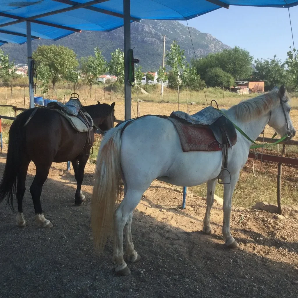 Fethiye Horse Back Riding