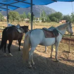 Fethiye Horse Back Riding